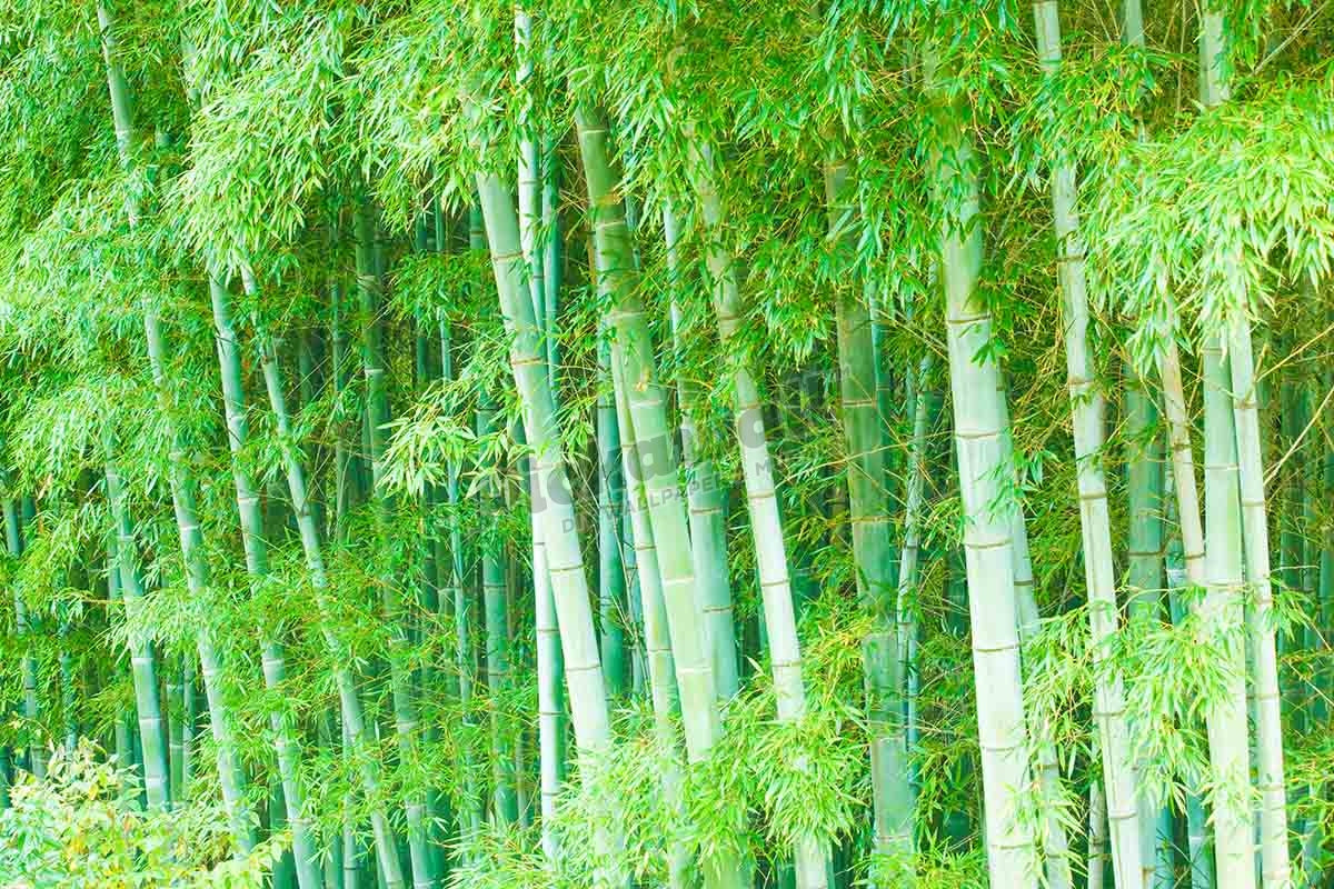 Bamboo forest, Japan