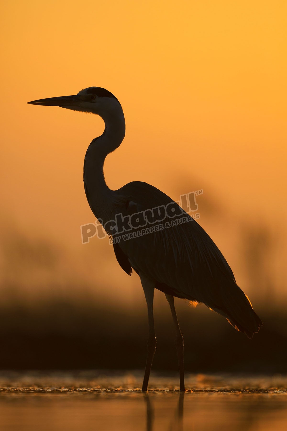 Grey Heron