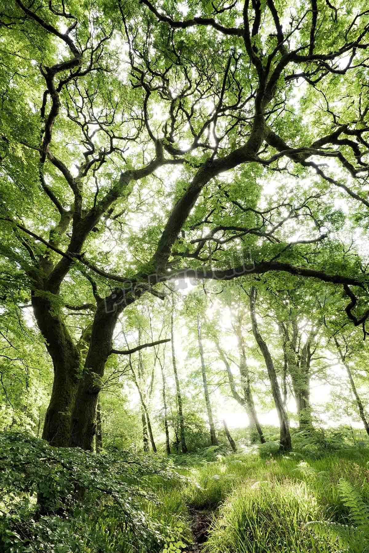 Mystical Forest, Scotland, Europe