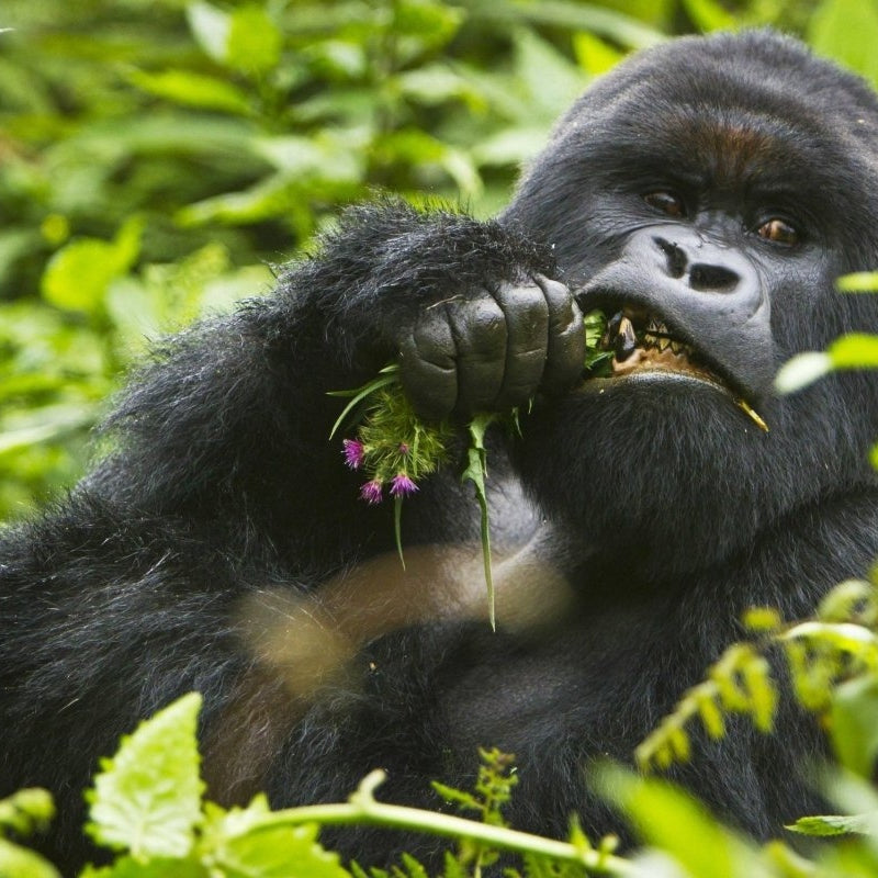 Big Gorilla - Pickawall