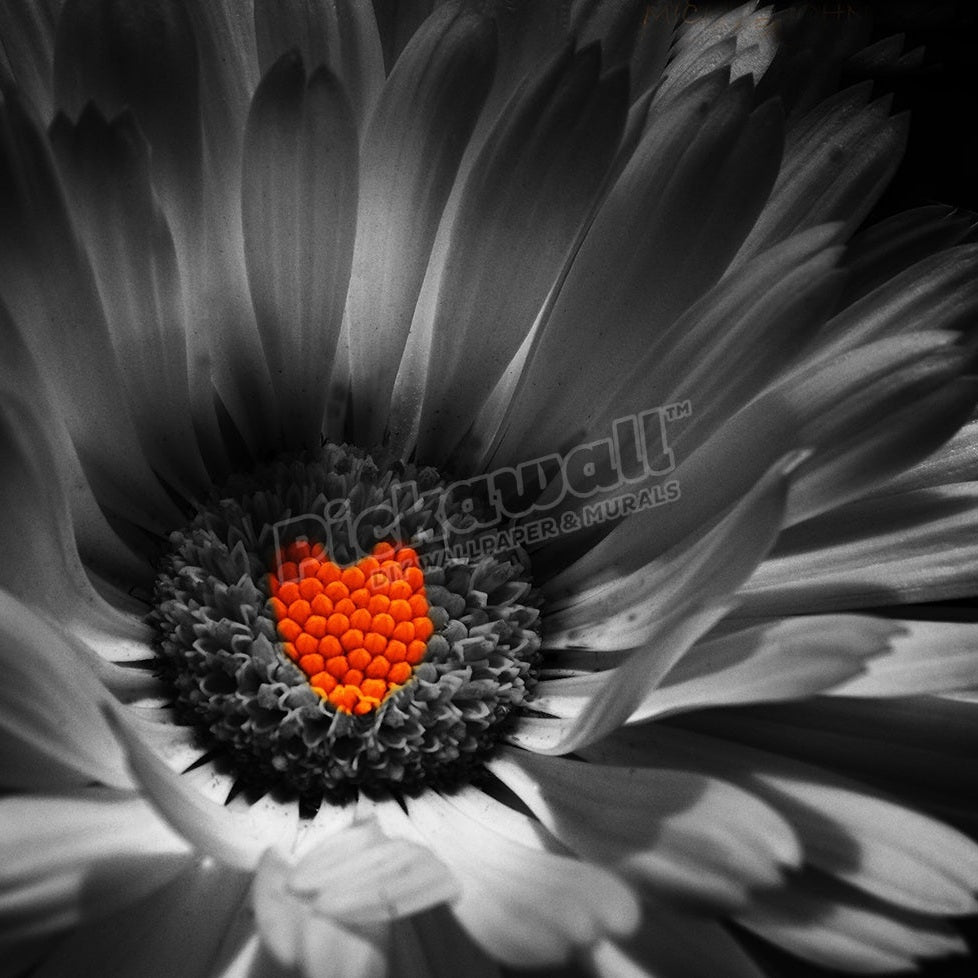 Black and white image of Pot Marigold - Pickawall