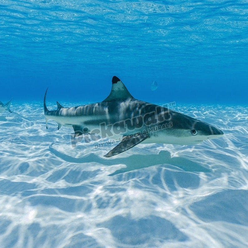 Blacktip Reef Shark - Pickawall