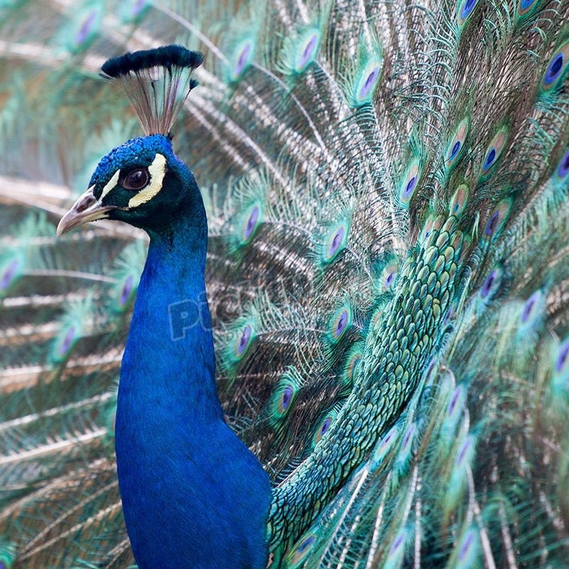 Blue peacock with open tail - Pickawall
