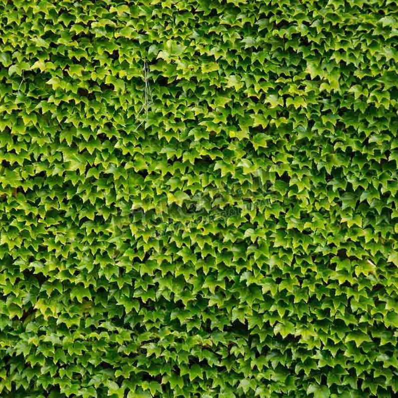 Boston ivy - Pickawall