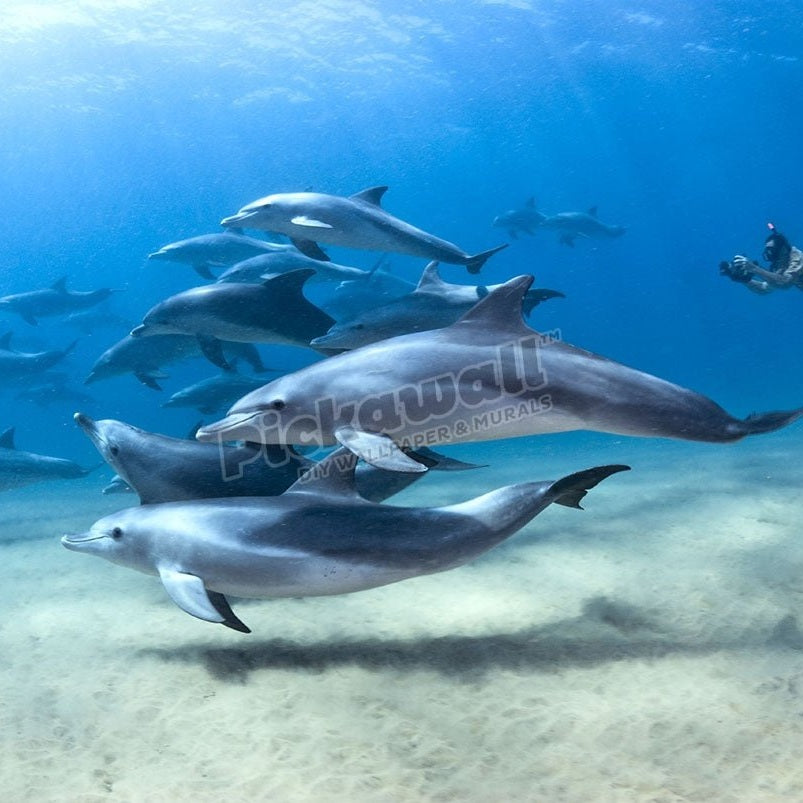 Bottlenose Dolphin Pod - Pickawall