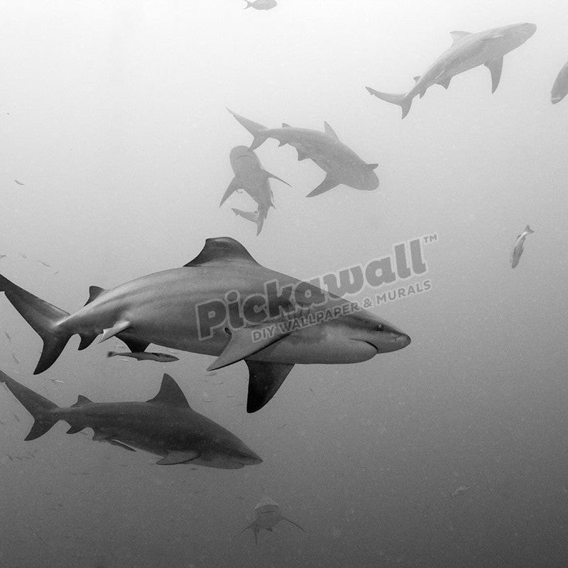 Bull Sharks - Pickawall