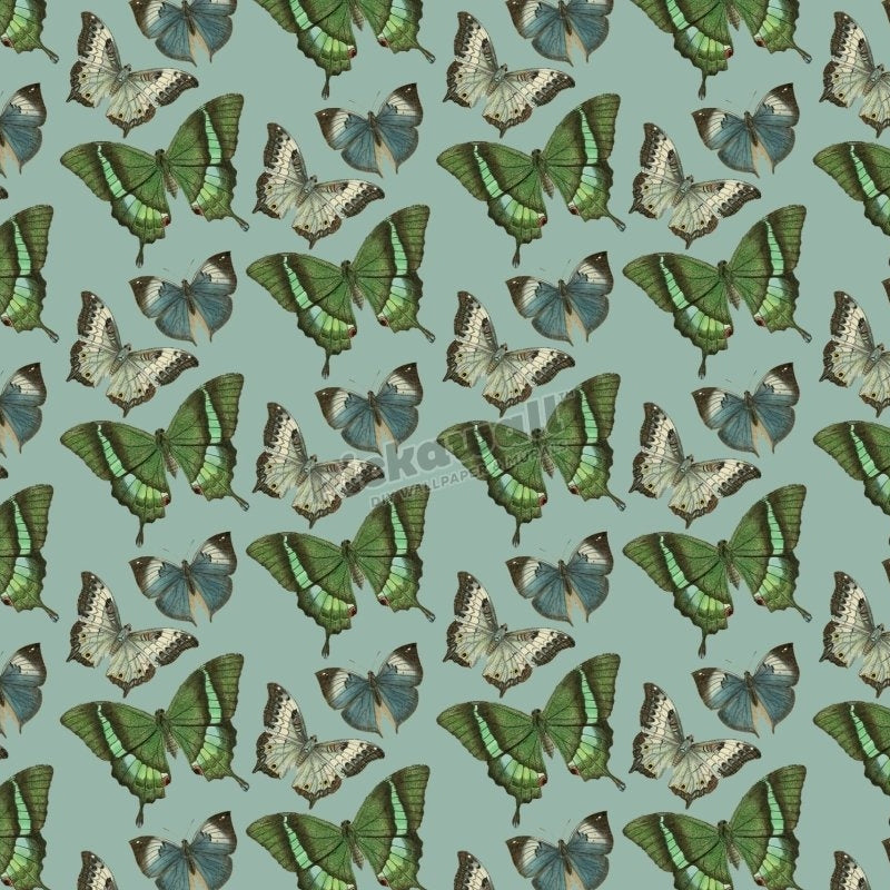 Butterfly Bliss by Loren Shoemark - Pickawall