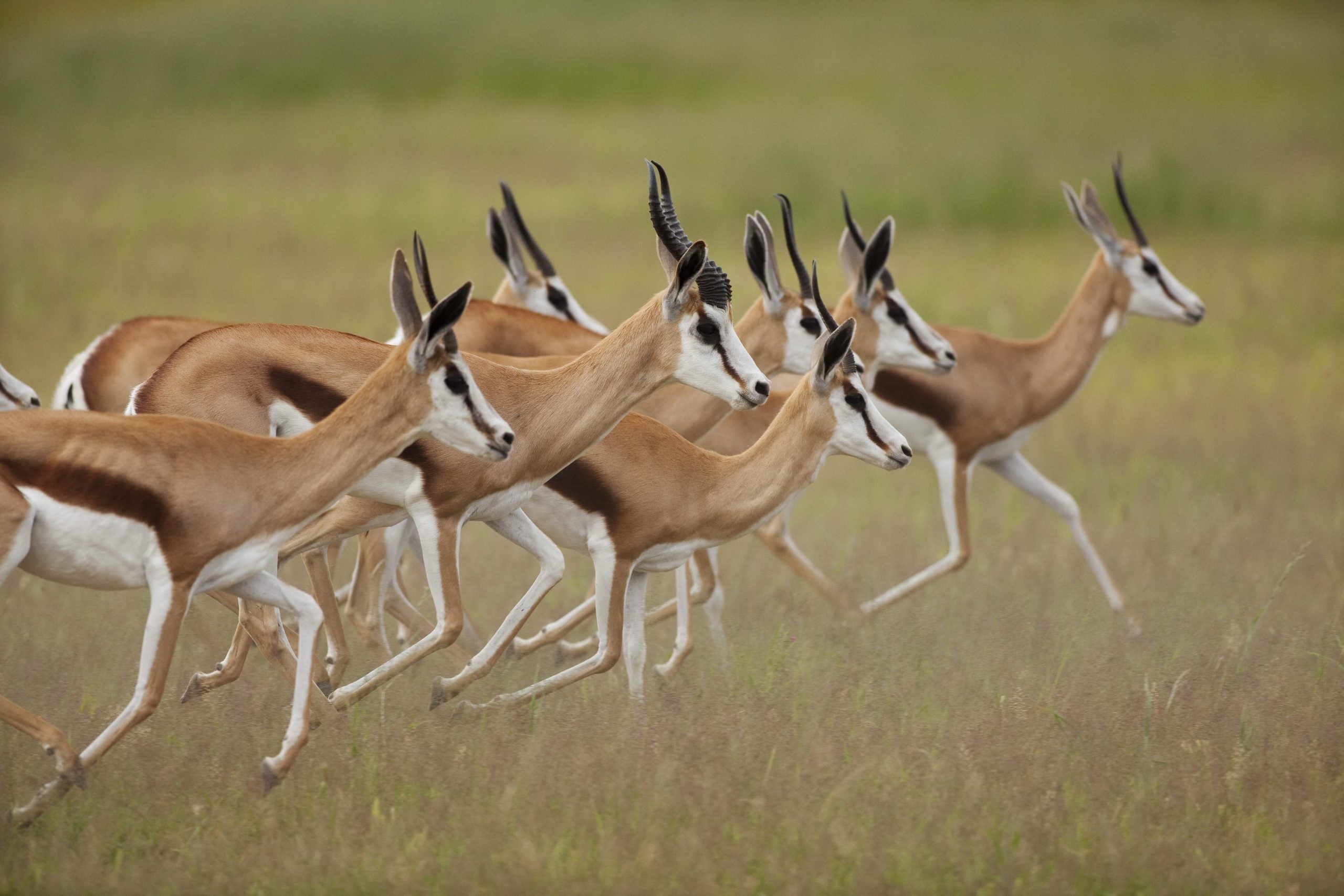 Springbok Group South Africa