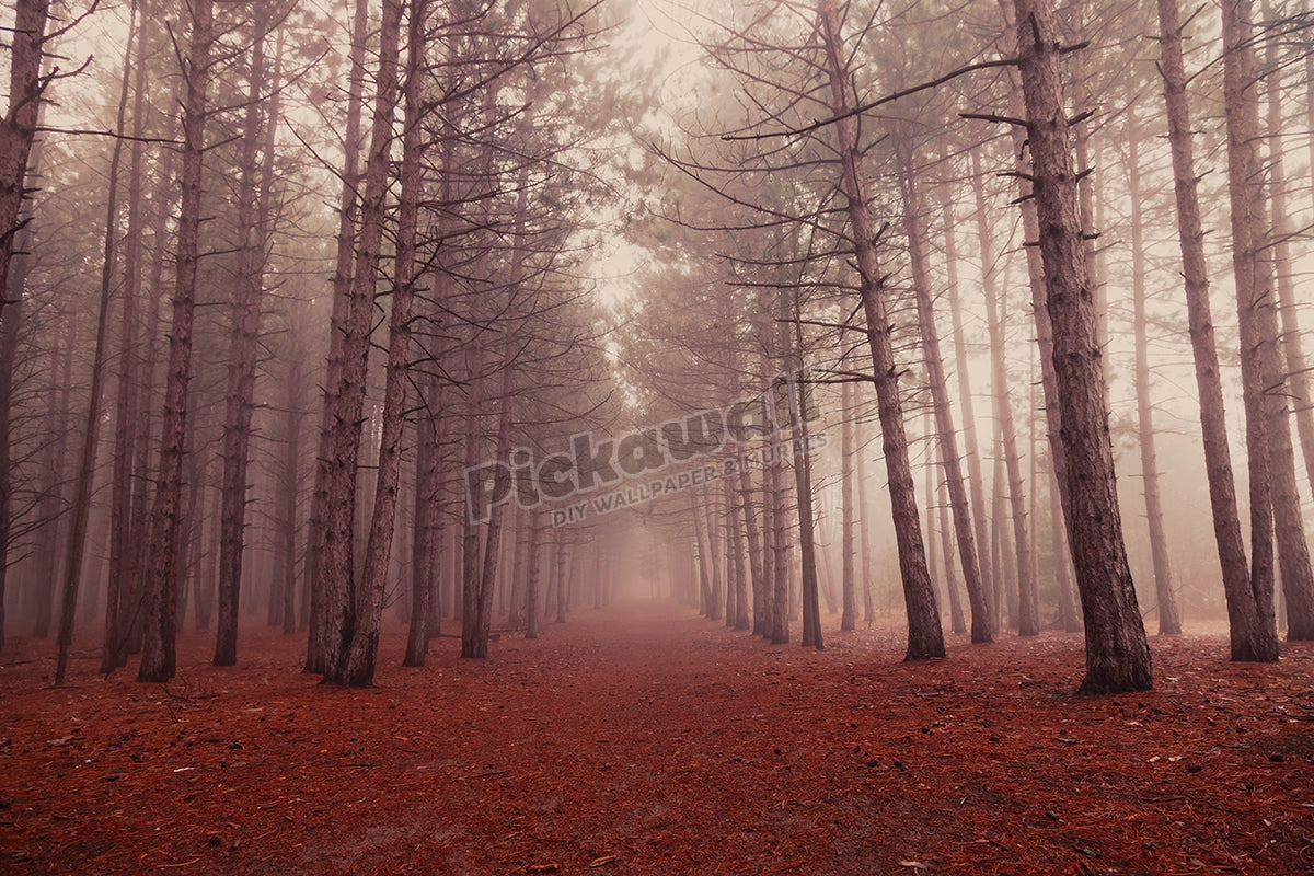 Enchanted forest