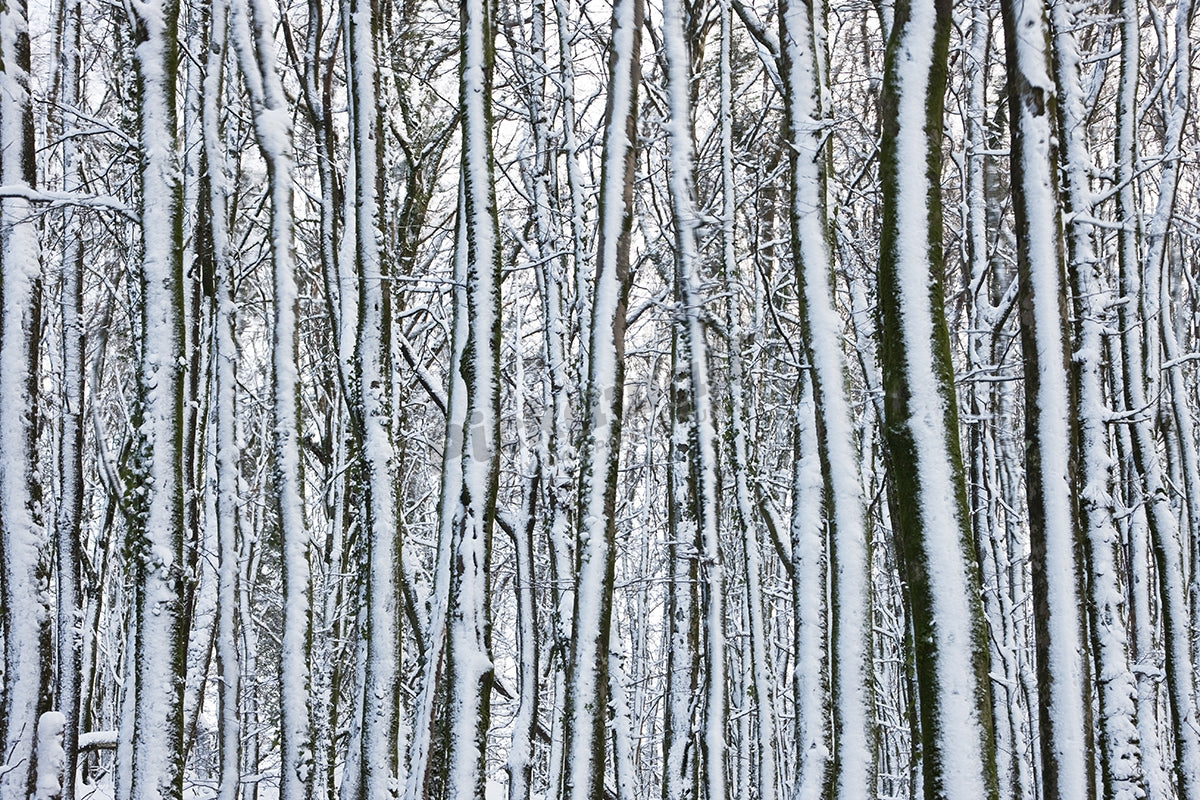 plantation in the snow'