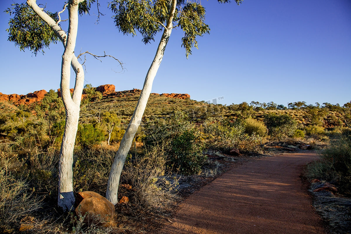 Ghost gums at Kings Canyon, Australia