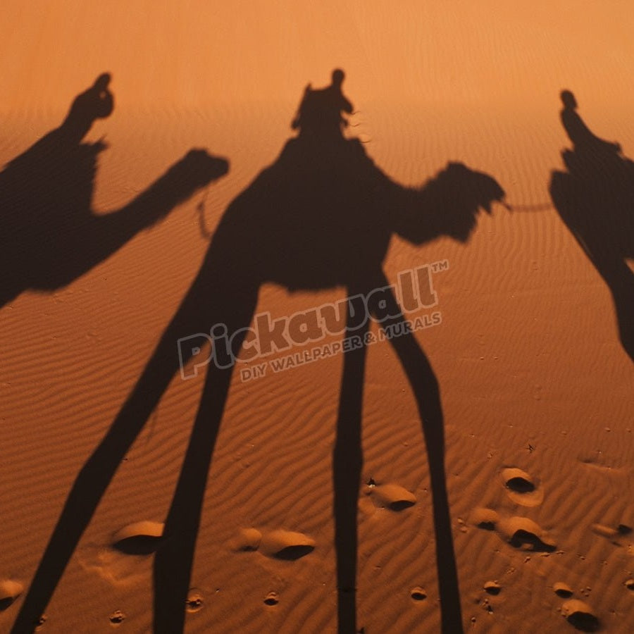 Camel shadows in Sahara Desert. - Pickawall