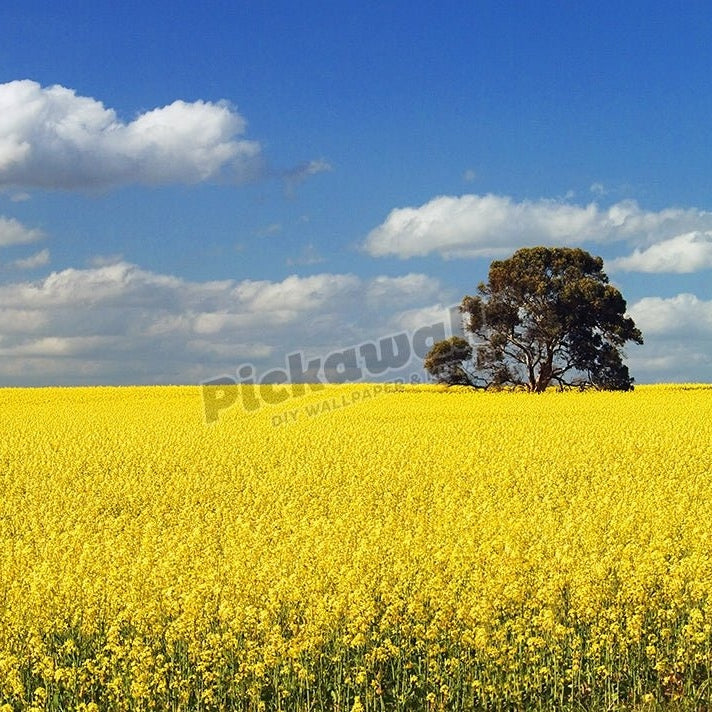 Canola Field - Pickawall