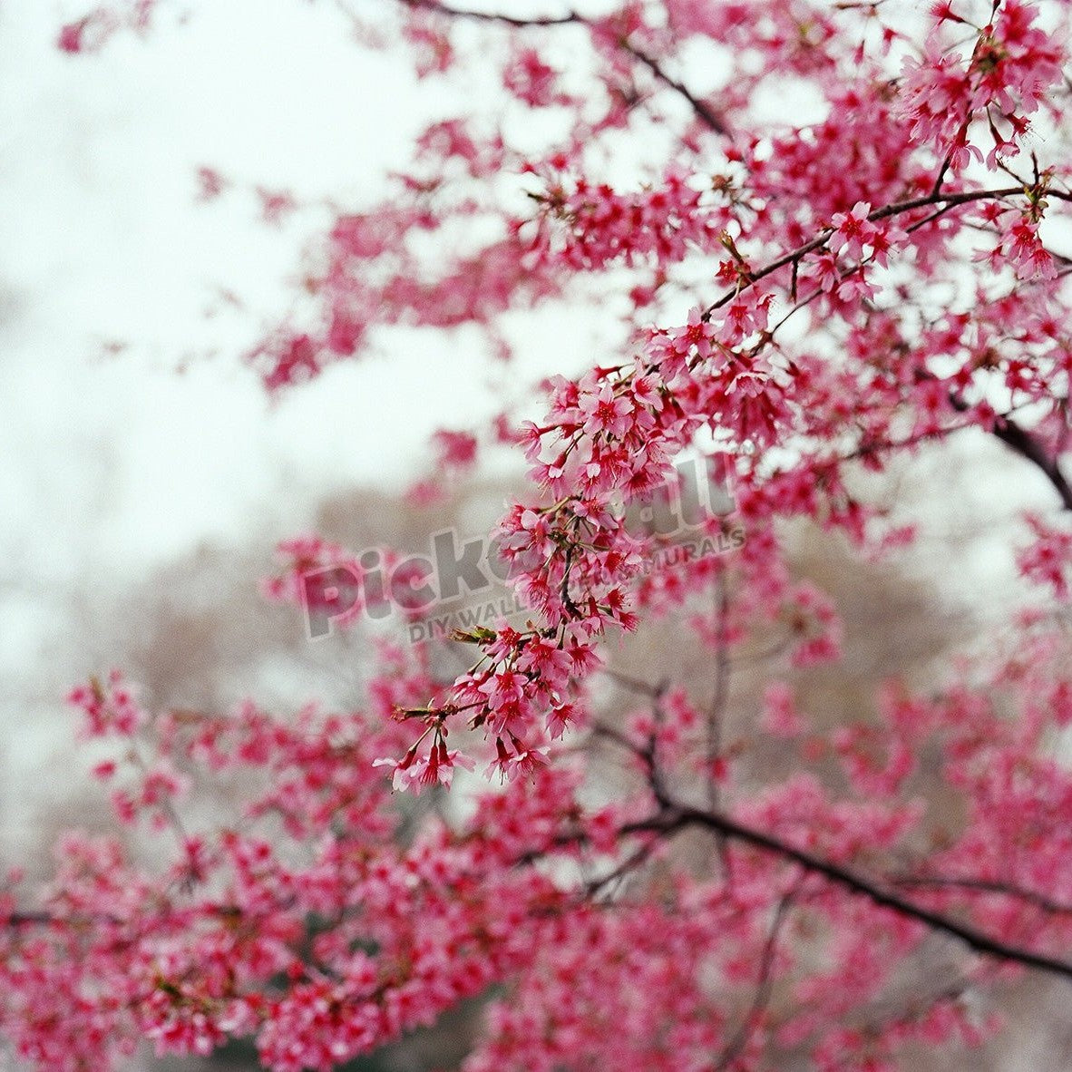 Cherry blossom - Pickawall