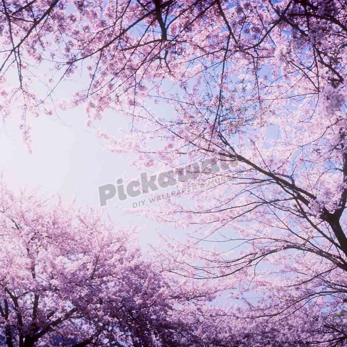 Cherry blossoms against sky - Pickawall