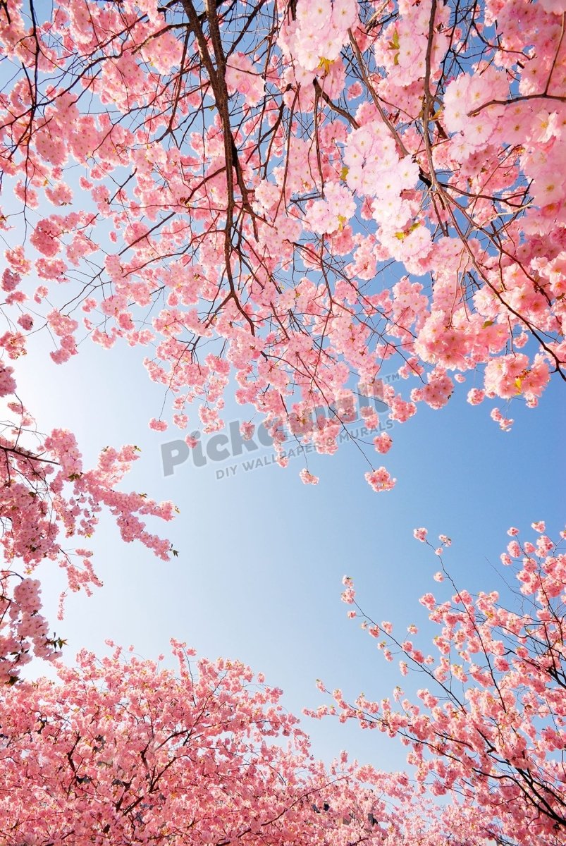cherry tree in blossom against blue sky - Pickawall