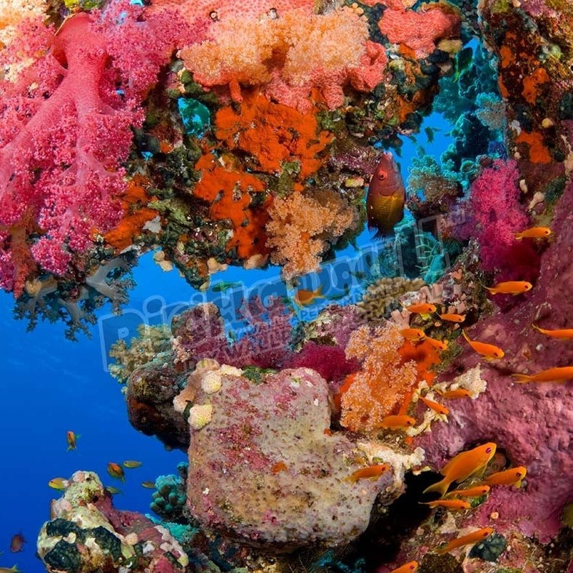 Colourful Coral - Pickawall