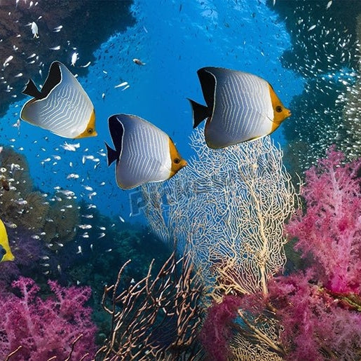 Coral reef scenery - Pickawall