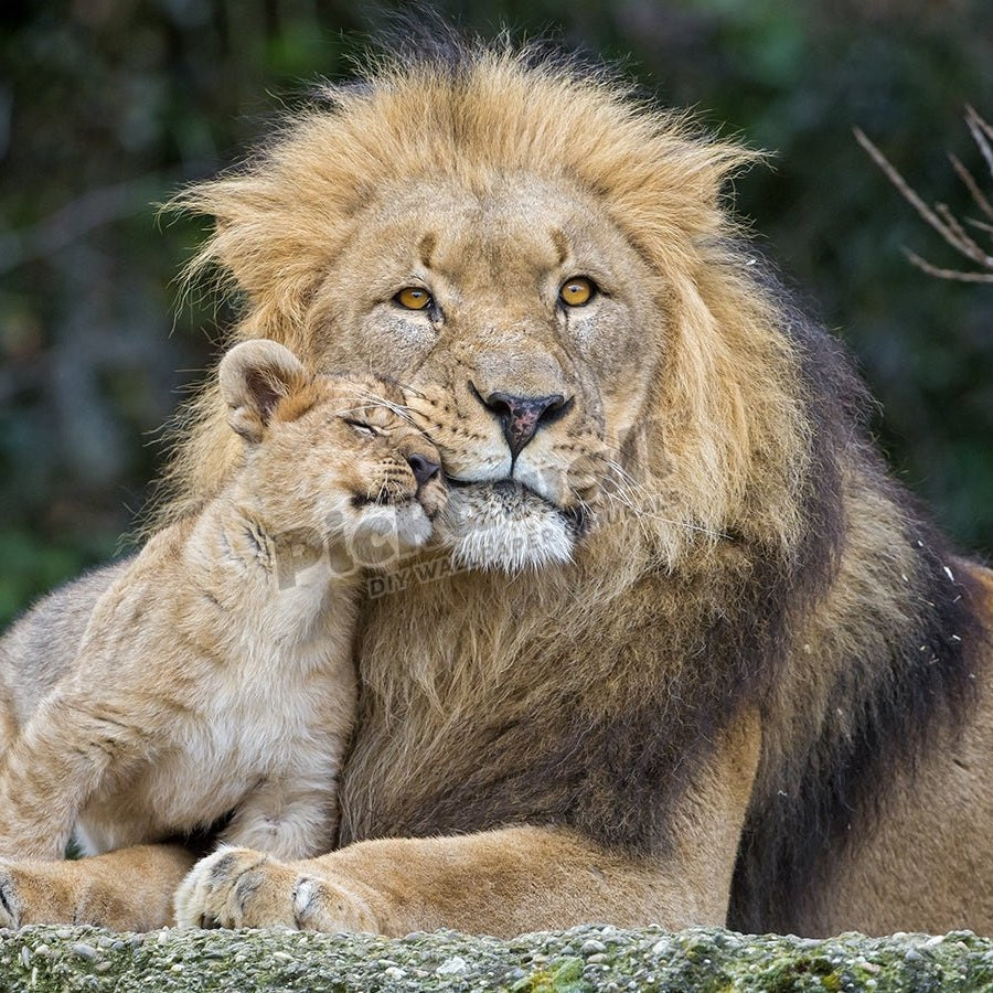 Cub lion - Pickawall
