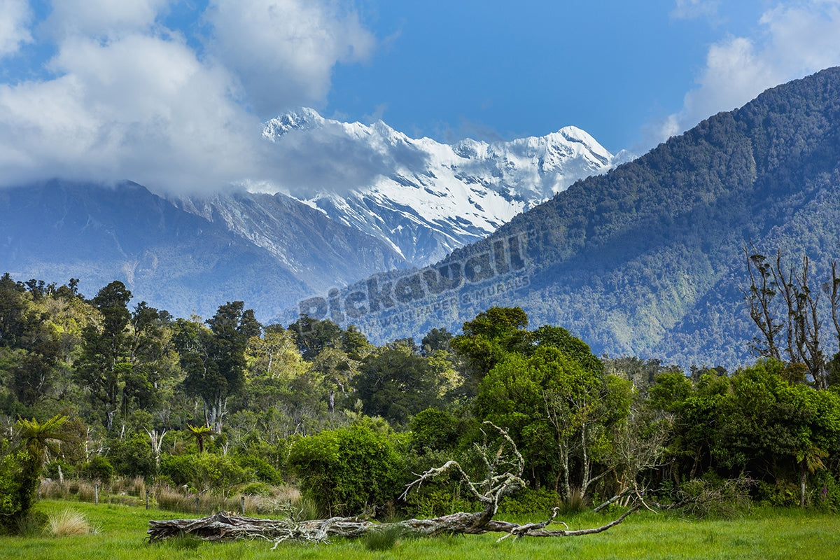 Forest and mountain landscape