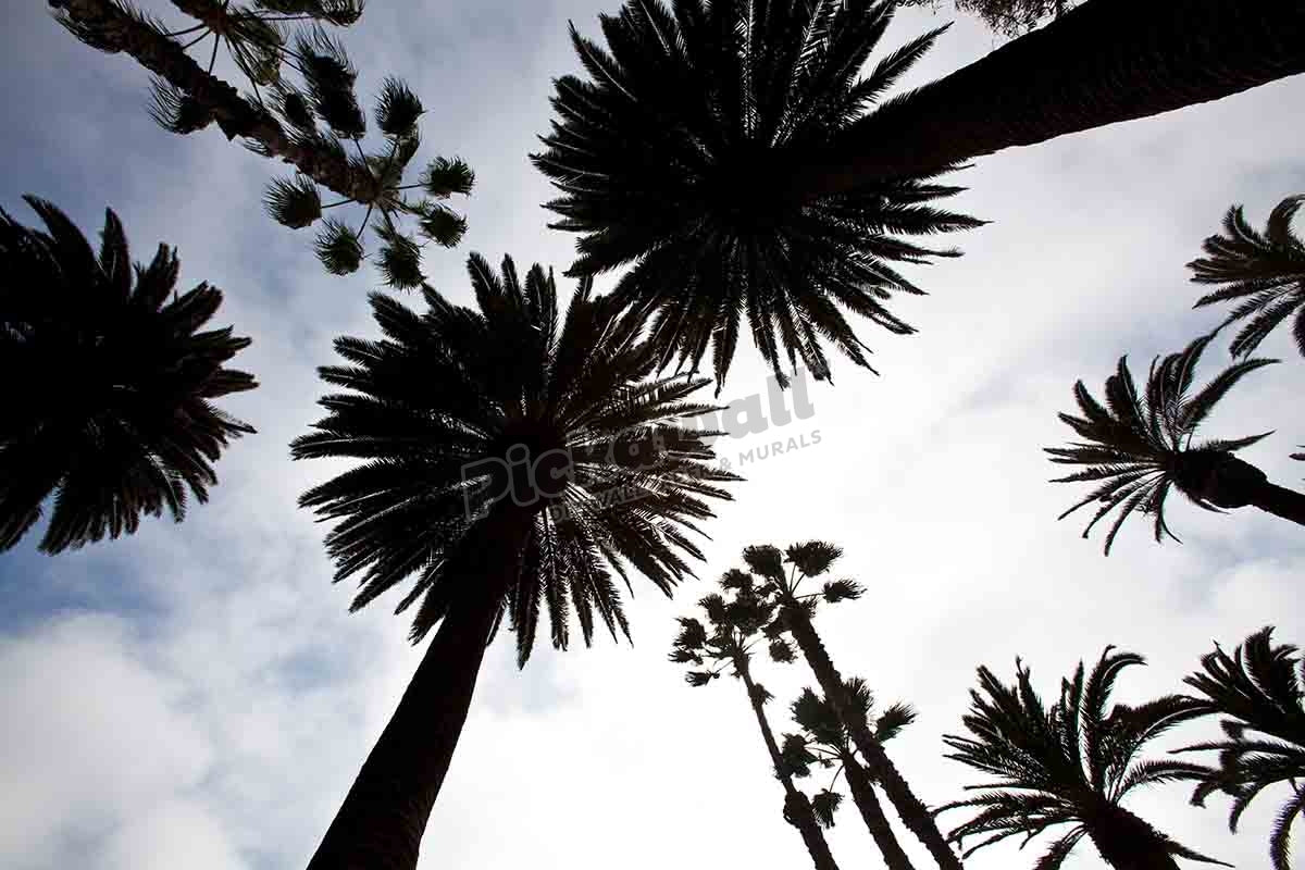 Palm silhouettes, Santa Monica