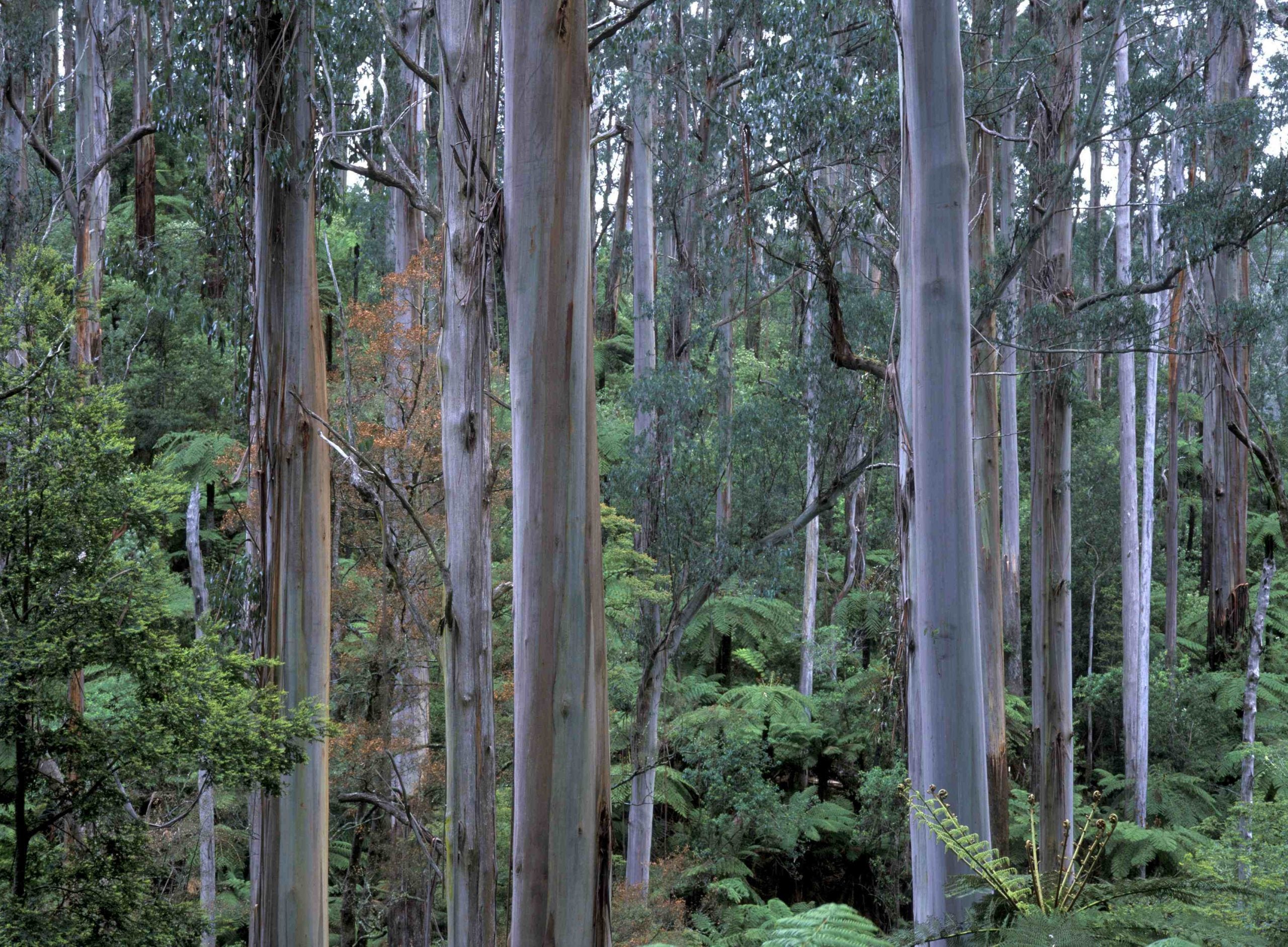 Tarra-Bulga National Park