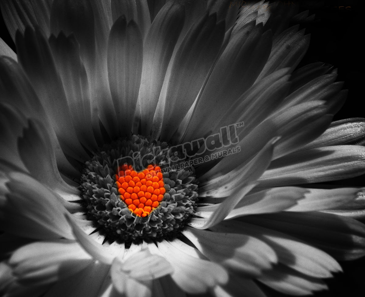 Black and white image of Pot Marigold
