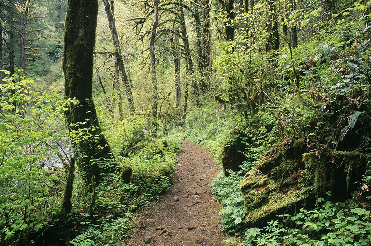 Rain forest trail'