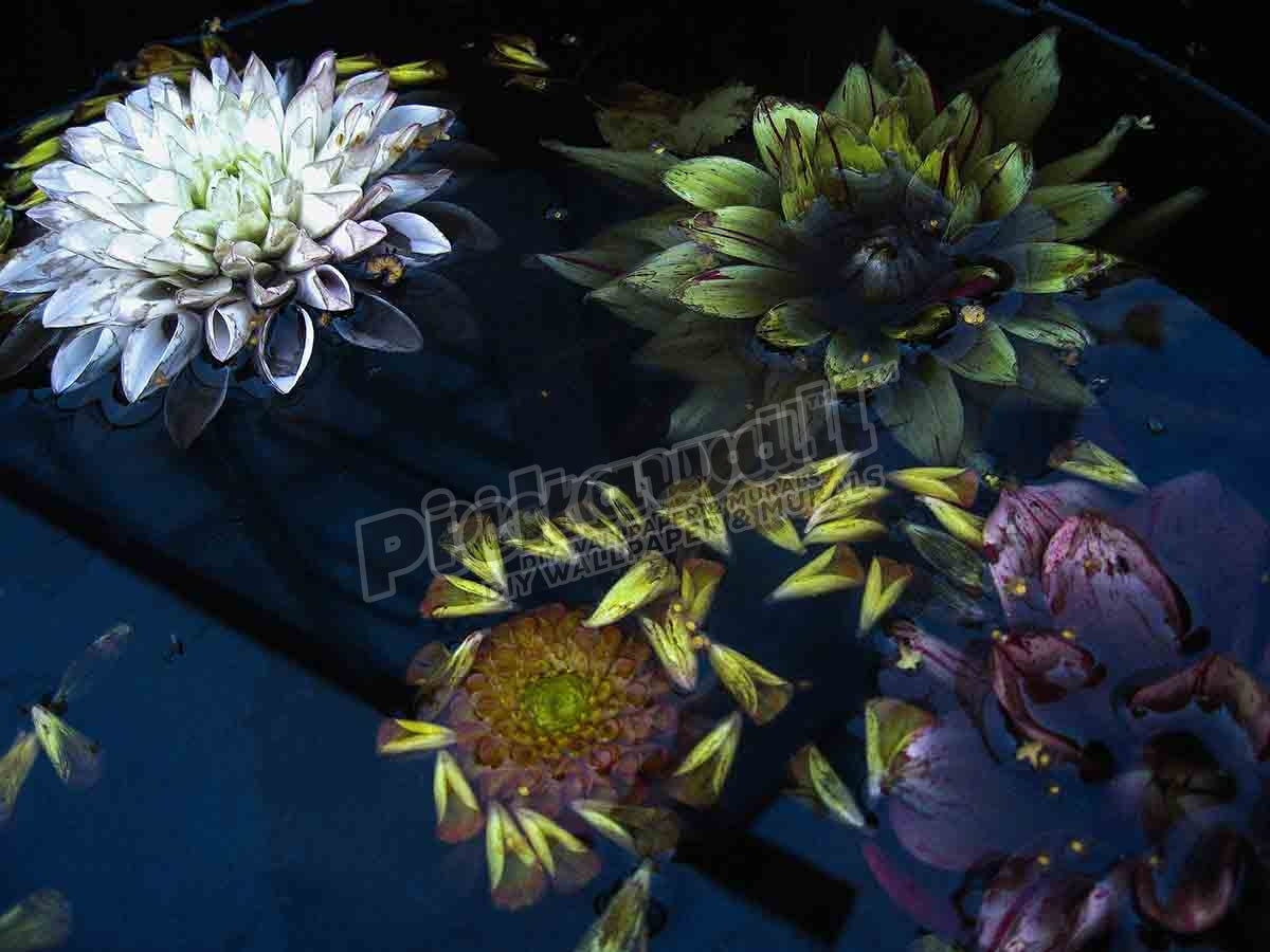 Lotus Flowers Floating in Water