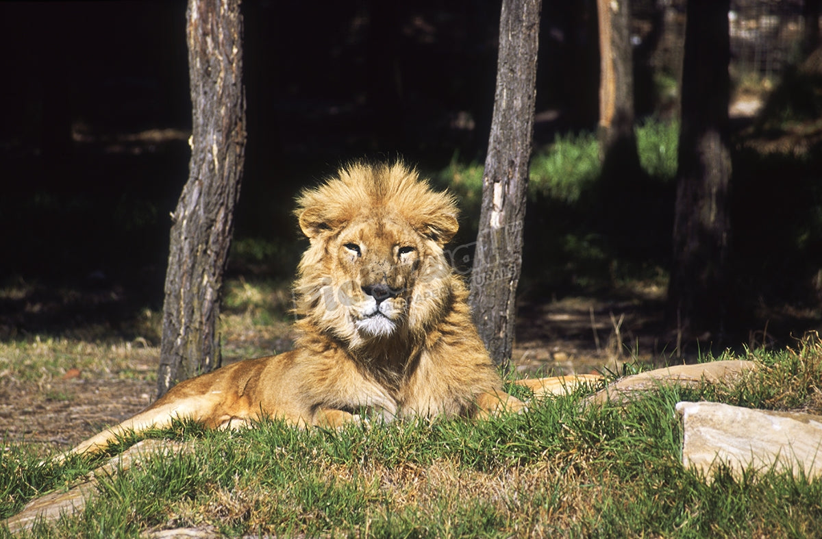 Asiatic lion