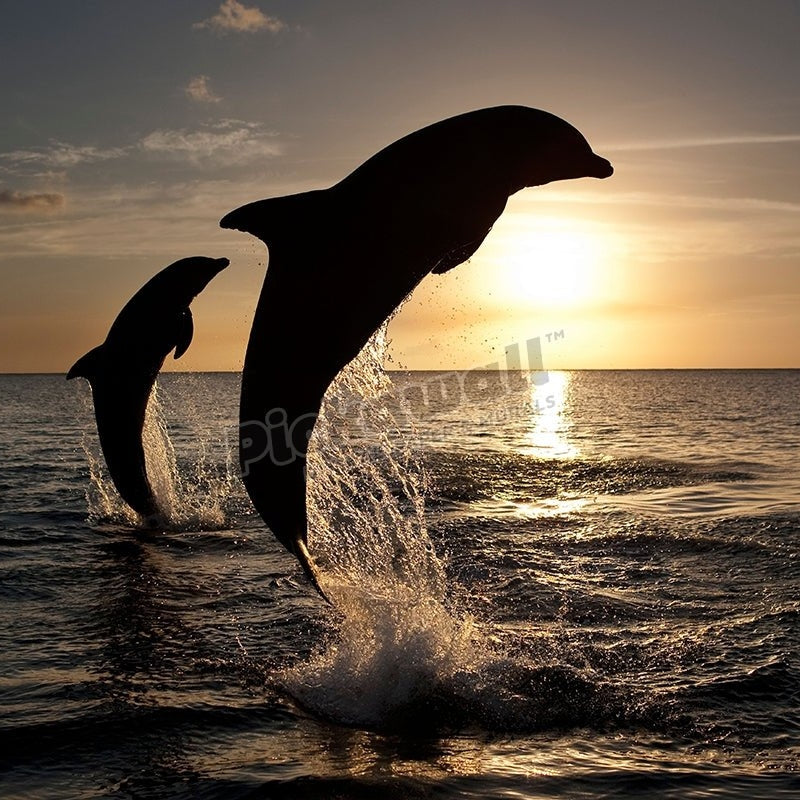 Dolphin Pod Sunset - Pickawall
