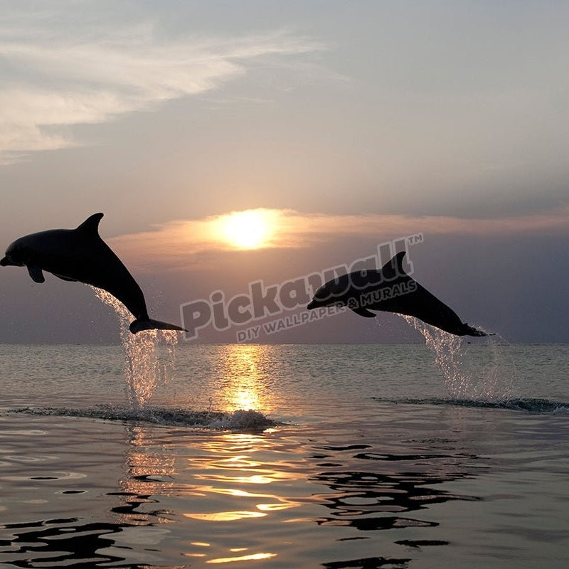 Dolphins flying - Pickawall
