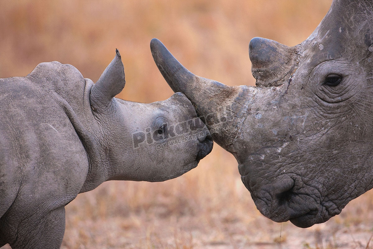 Baby white rhinoceros nuzzling its mother