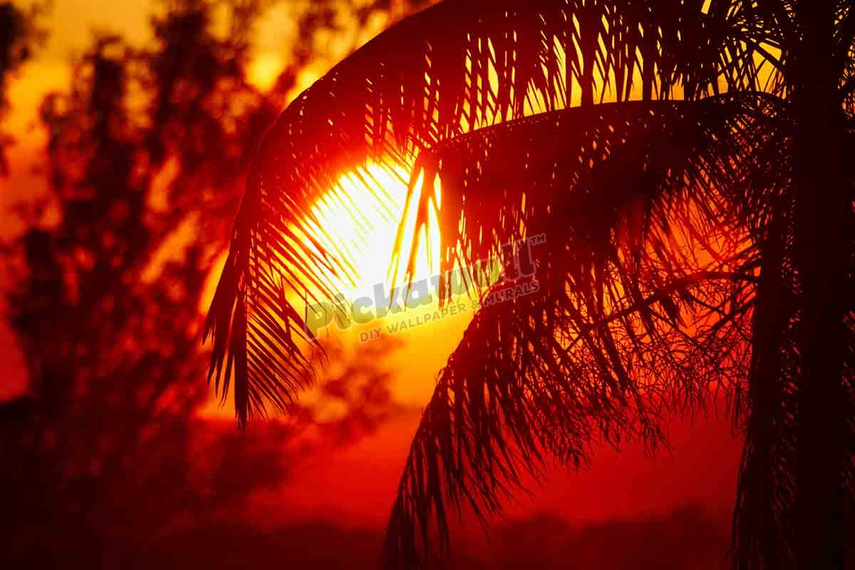 Sunset and palm tree, Kununurra