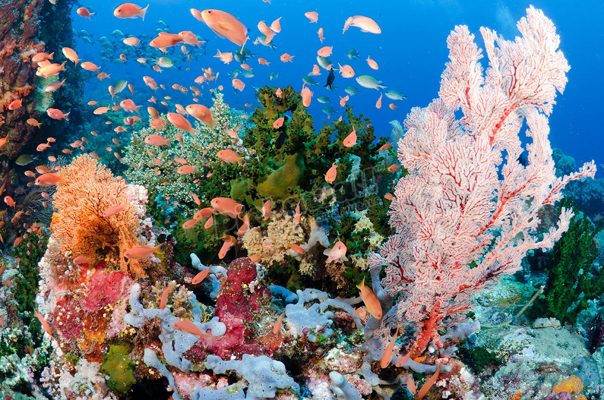 Coral reef scene, Komodo national park, Indonesia