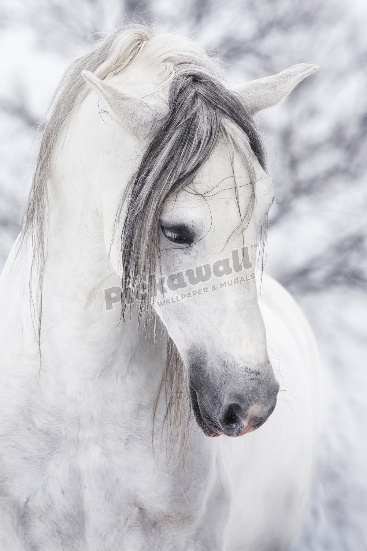 Snow white Horse