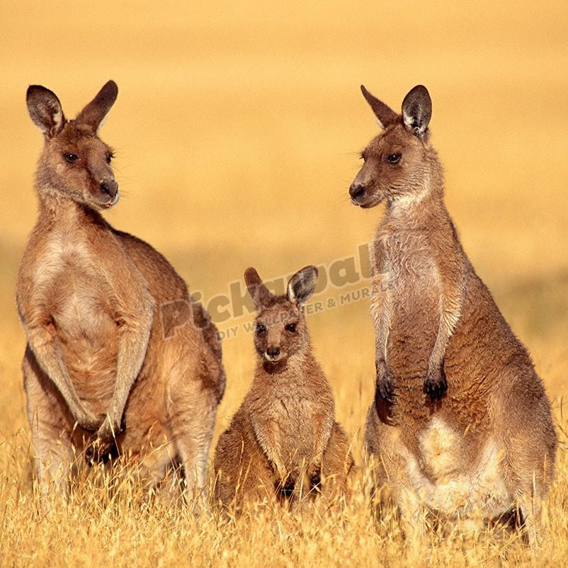 EASTERN GREY KANGAROOS - Pickawall