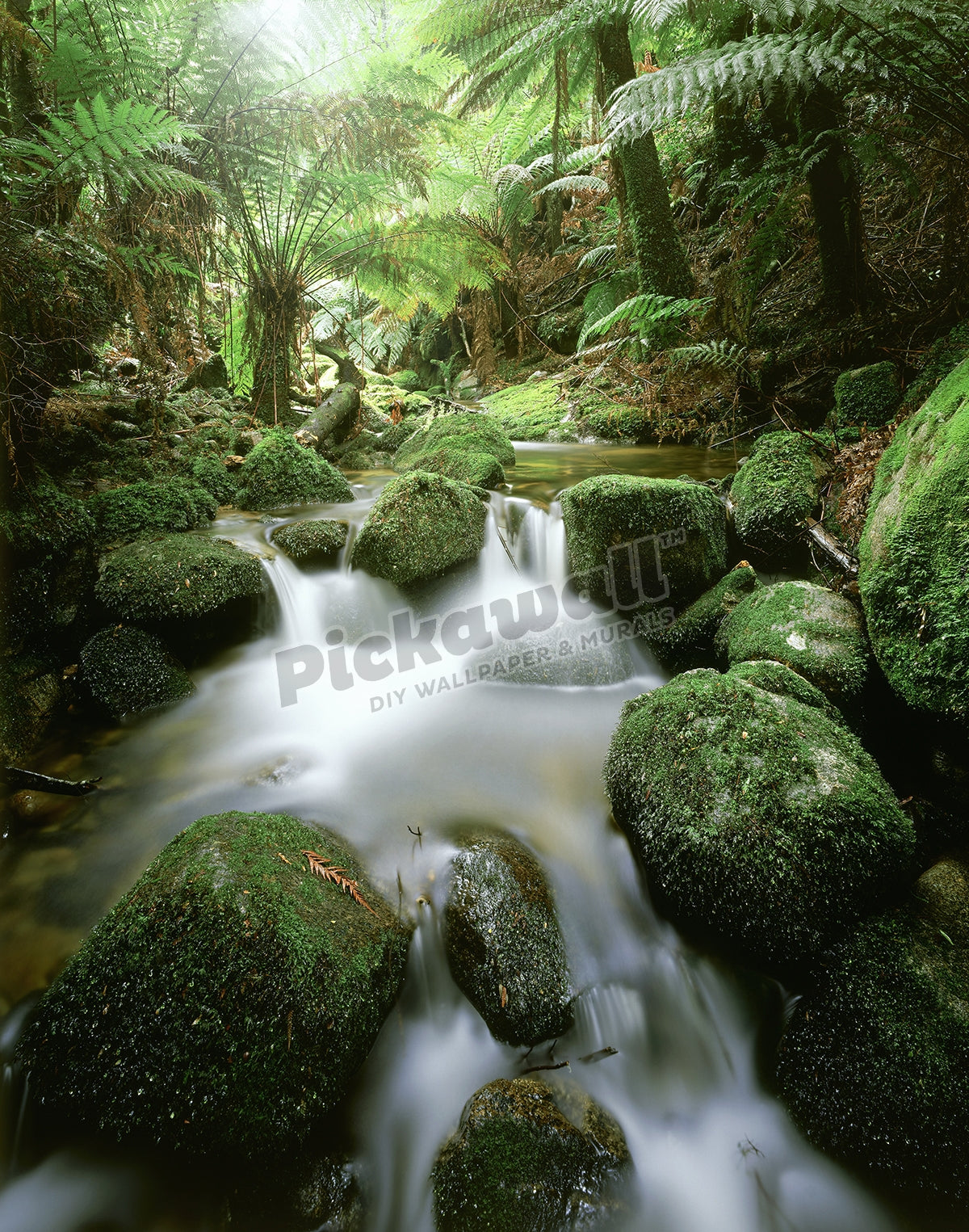 Rainforest stream, blue tier, n.e. tasmania