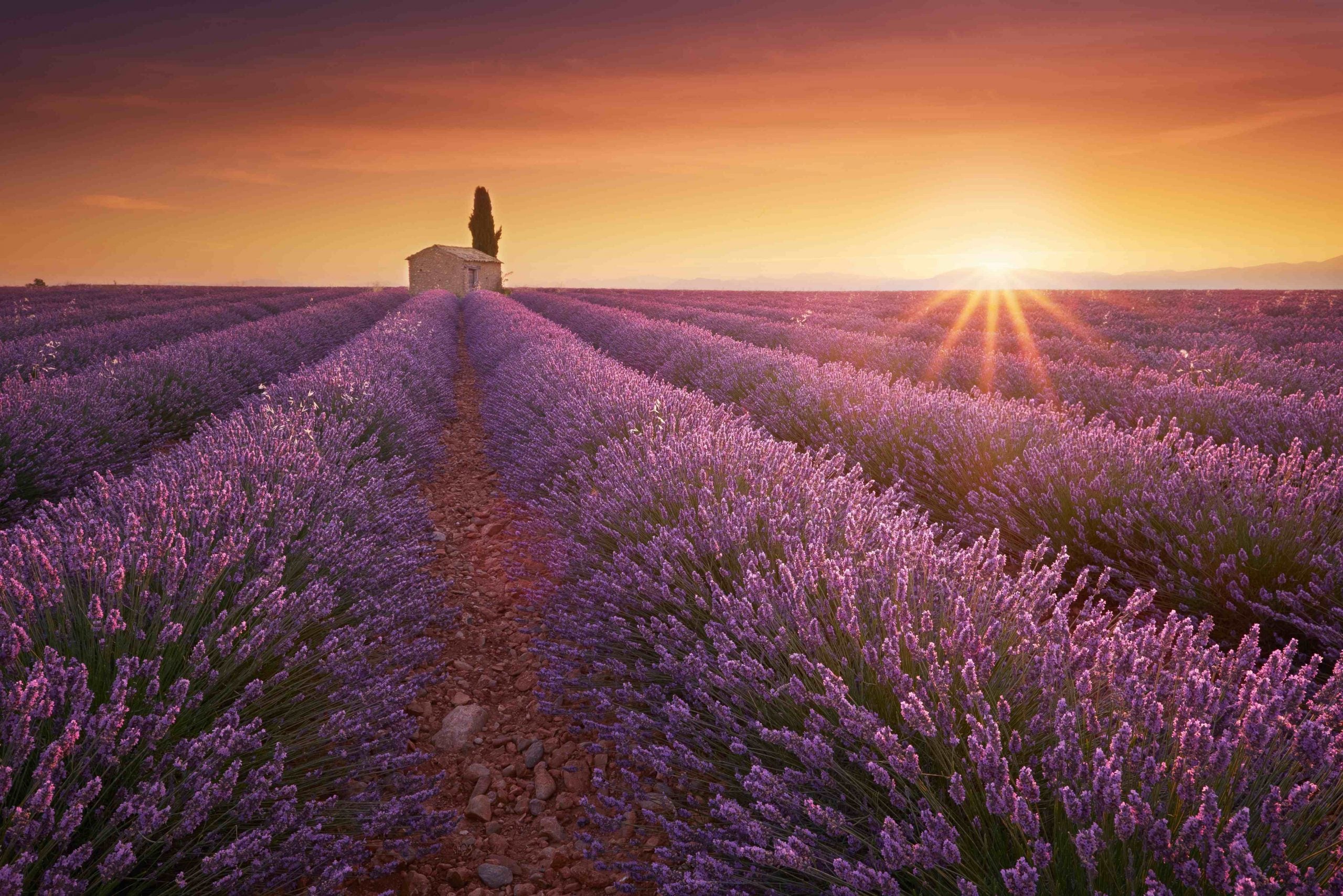 Sunset in the Lavender Fields