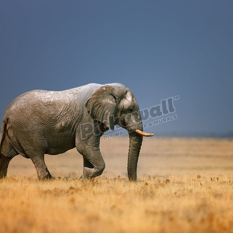 Elephant bull in open grass field - Pickawall
