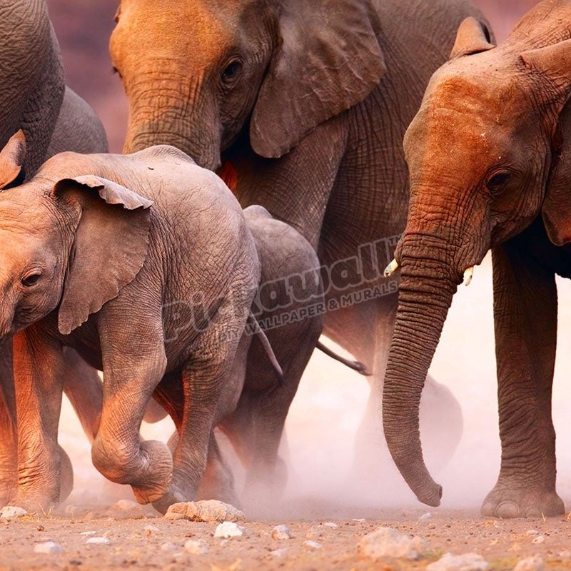 Elephant herd on the run in Etosha desert - Pickawall