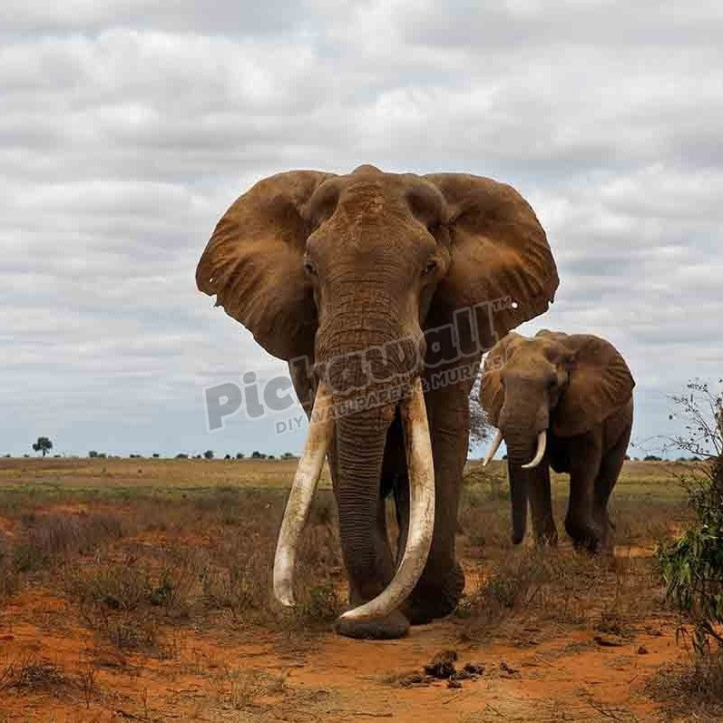 Elephant (Loxodonta africana) tusker - Pickawall
