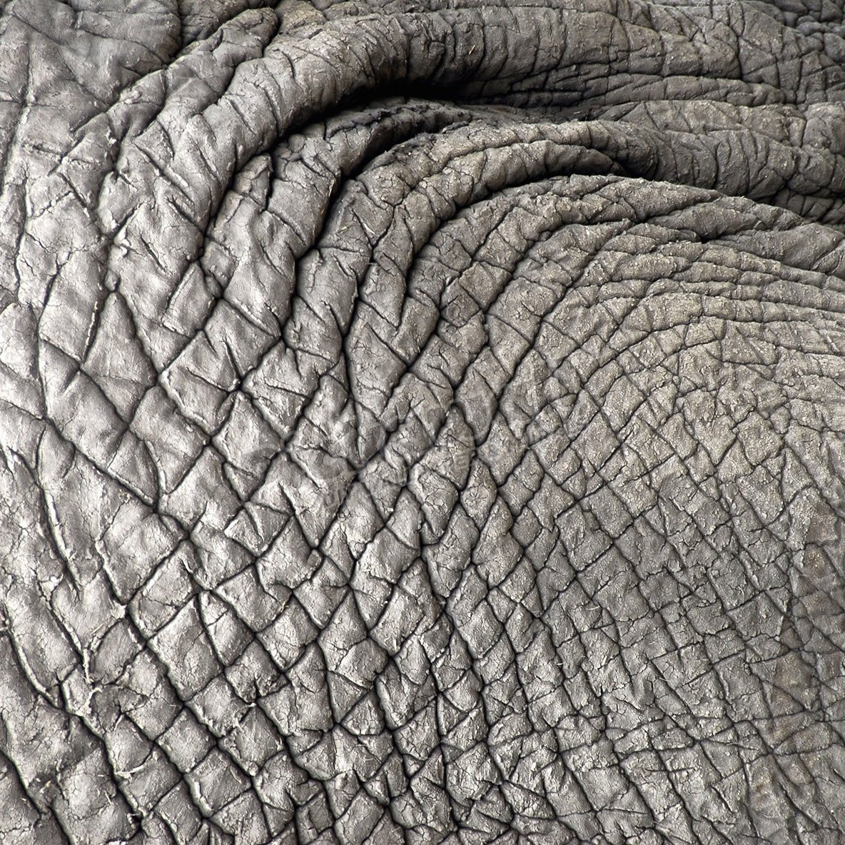 Elephant's Wrinkly Grey Skin - Pickawall