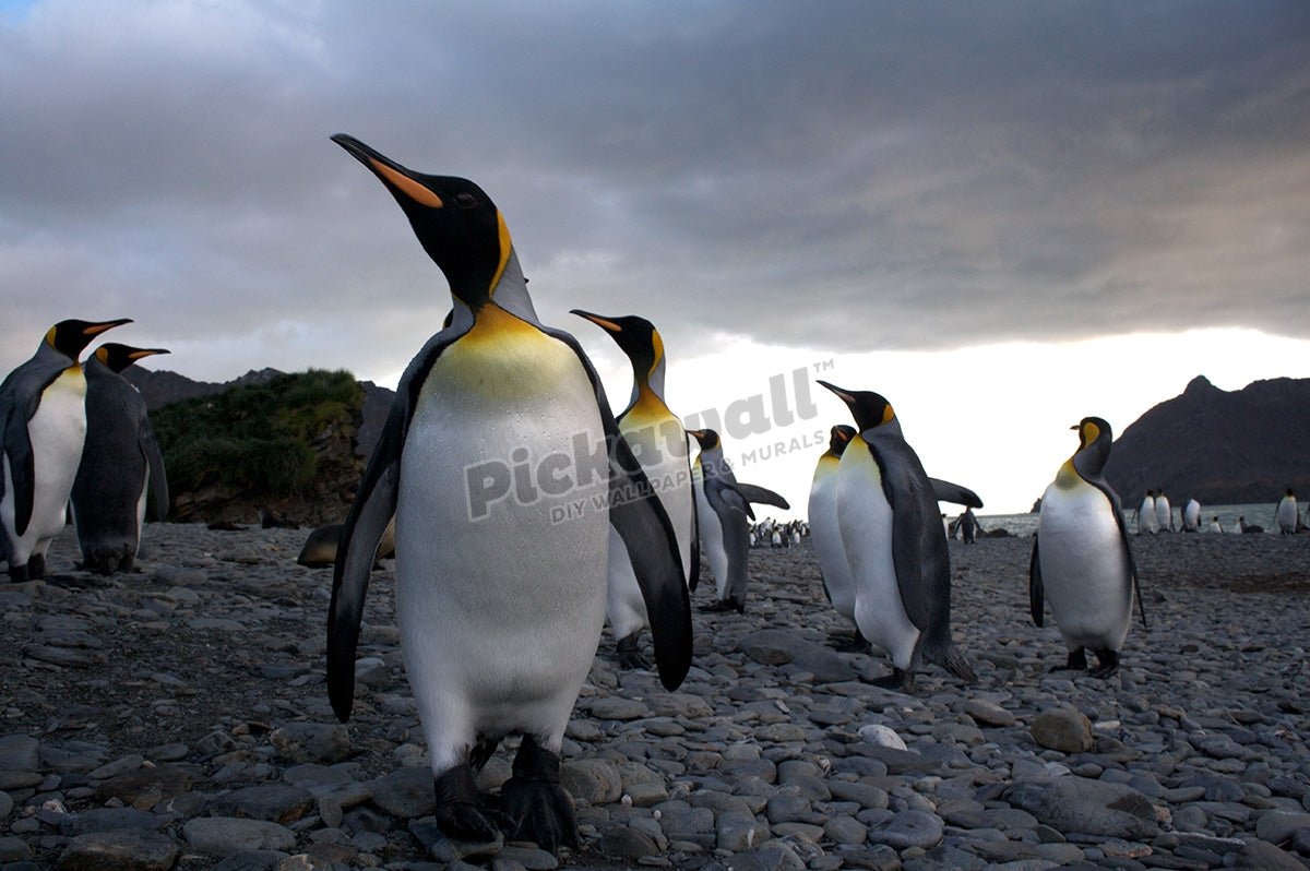 Emperor Penguin - Pickawall