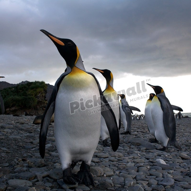 Emperor Penguin - Pickawall
