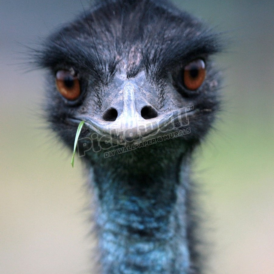 Emu, Australia - Pickawall