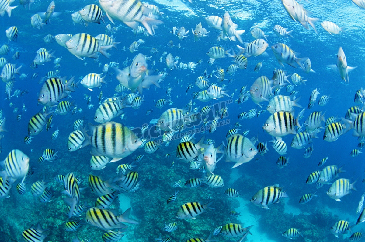 Sergeant majors