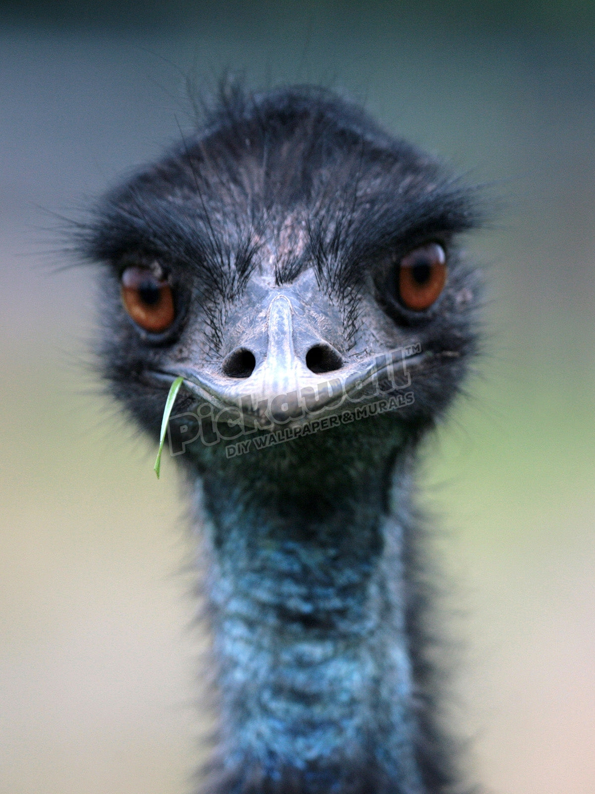 Emu, Australia