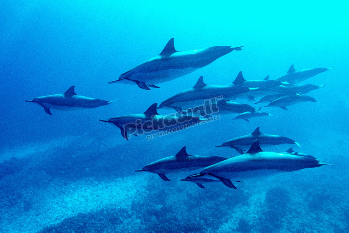 Spinner Dolphins