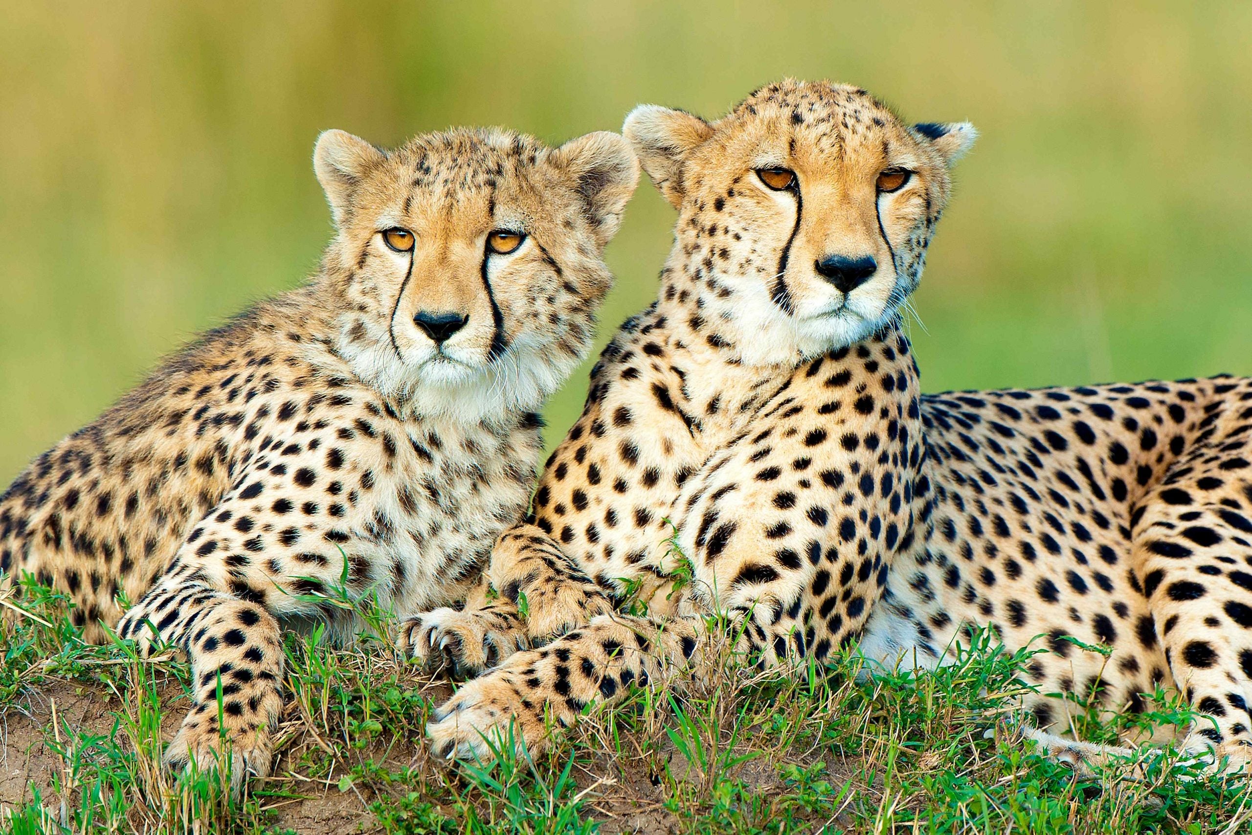Cheetahs Africa